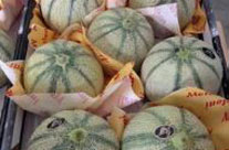 MELONE CANTALUPO