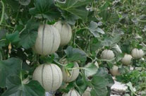 MELONE CANTALUPO